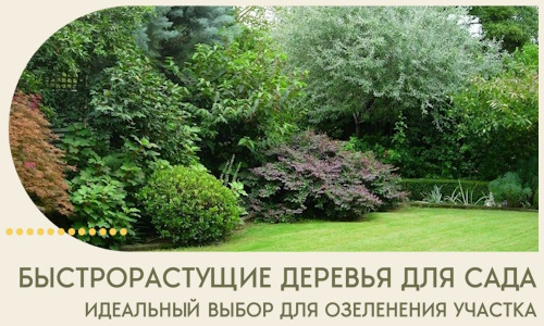 Быстрорастущие деревья для сада идеальный выбор в Нижнеудинске